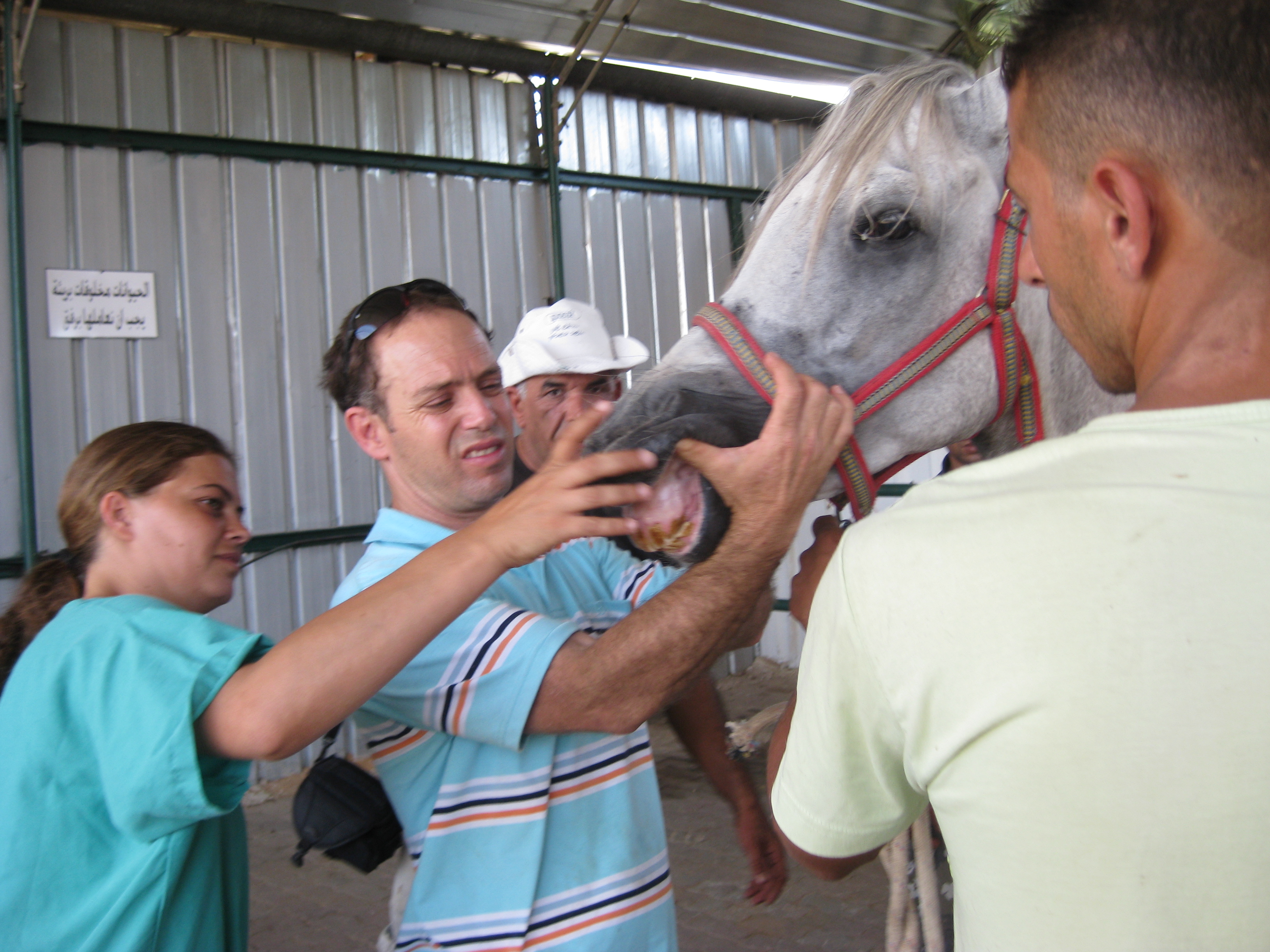 Free clinic for West Bank equines