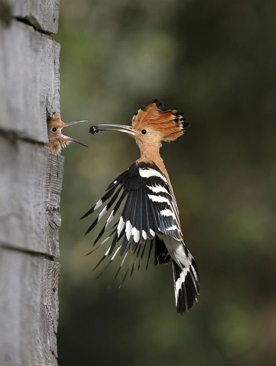 The hoopoe:  Israel's national bird.